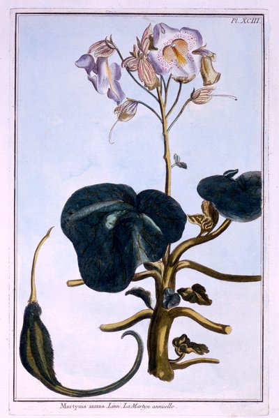 Rüsselblume von Pierre Joseph Buchoz
